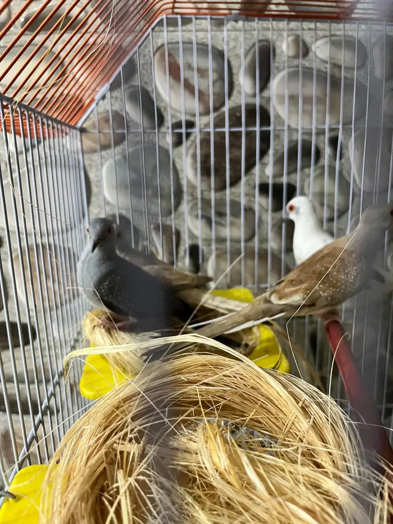 Dove birds — photo 2