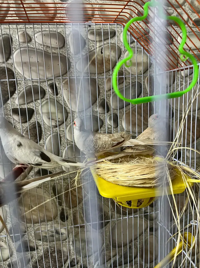 Dove birds — photo 3