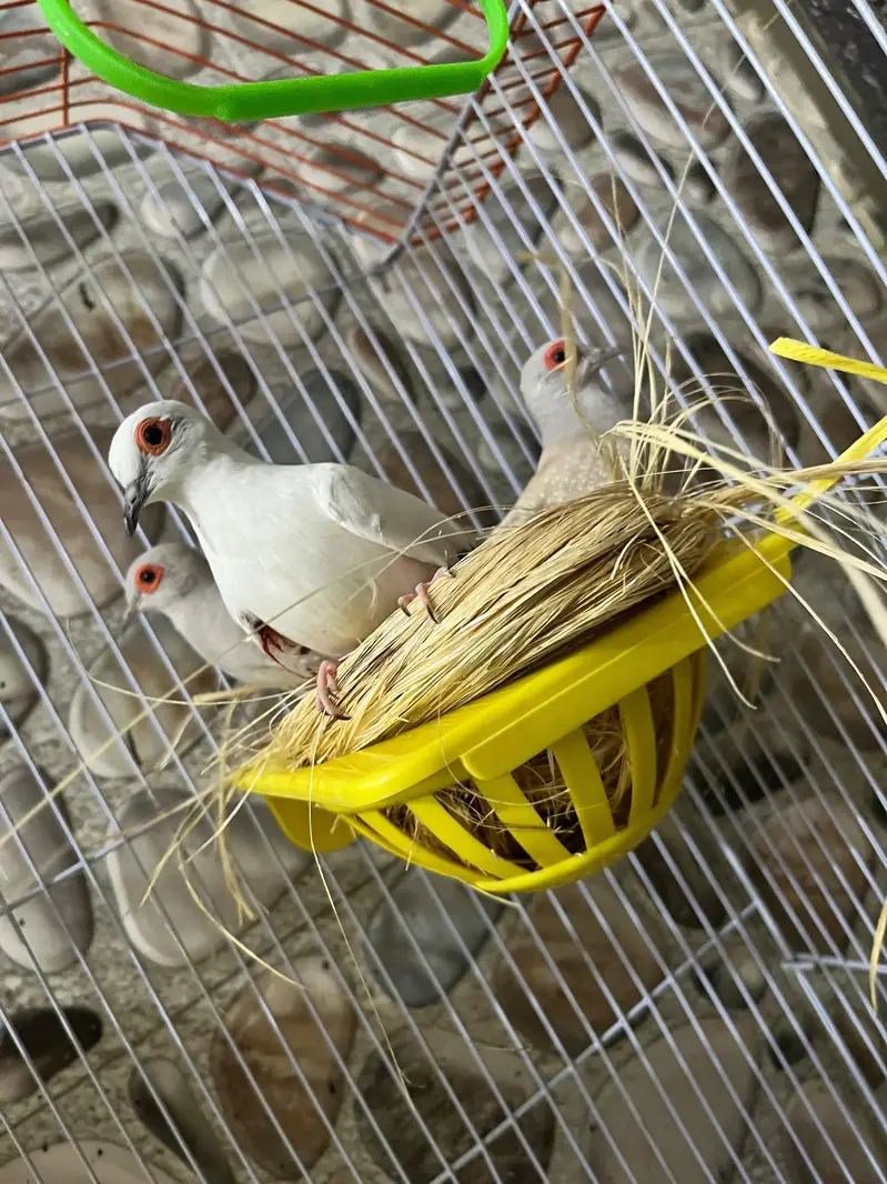 Dove birds — photo 4