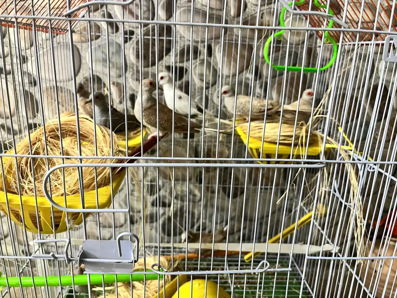 Dove birds — photo 7