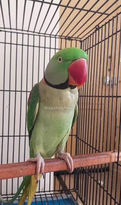 shoulder tame Talking parrot 03204590697