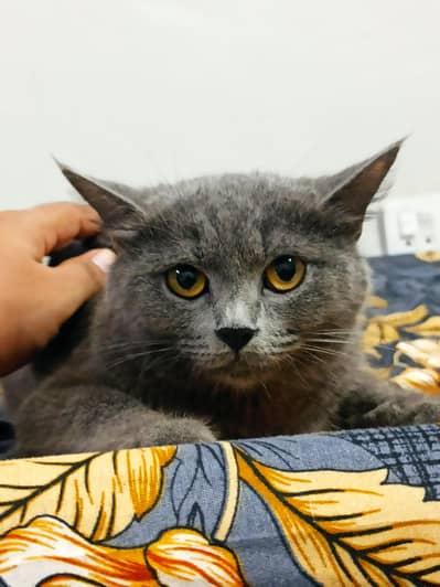 need male cat for mating Asap
