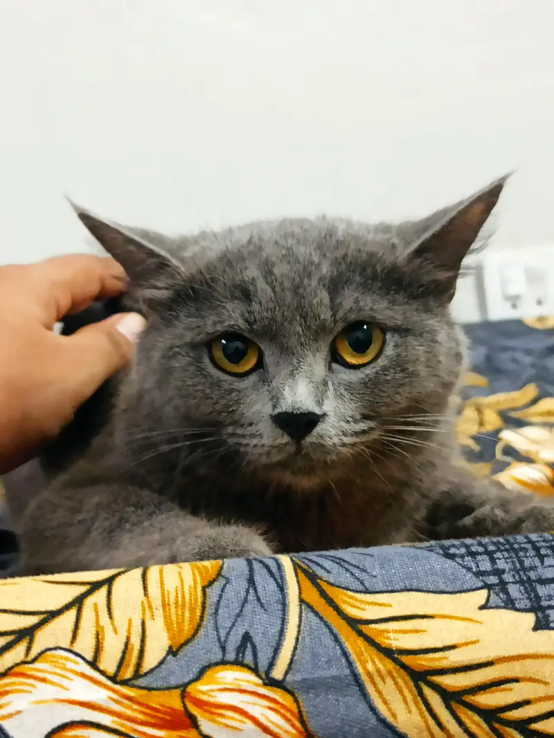 need male cat for mating Asap