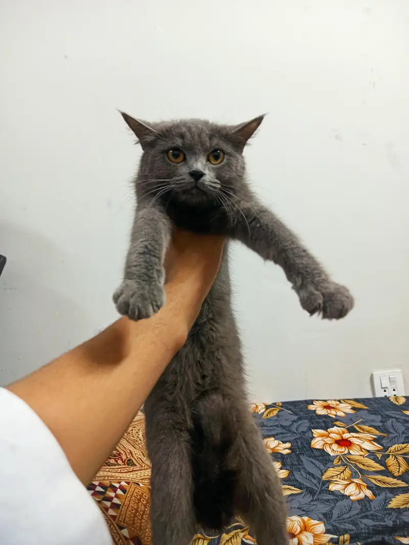 need male cat for mating Asap — photo 2