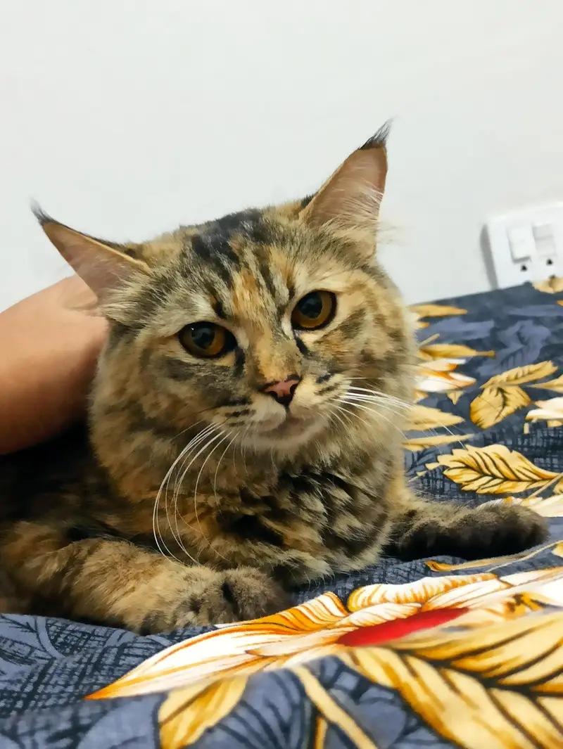 need male cat for mating Asap — photo 3