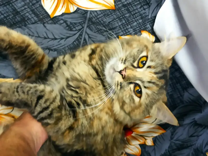 need male cat for mating Asap — photo 4