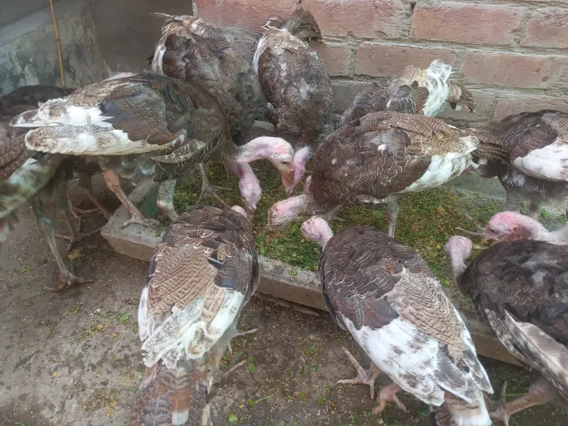 Turkey bird chicks 4 months old male and female — photo 2