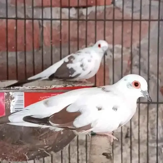 Ready to breed full wash diamond pied dove only call dont msg on olx — photo 2