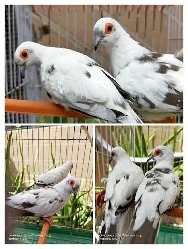 Ready to breed full wash diamond pied dove only call dont msg on olx — photo 3