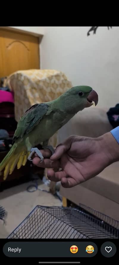 Raw parrot