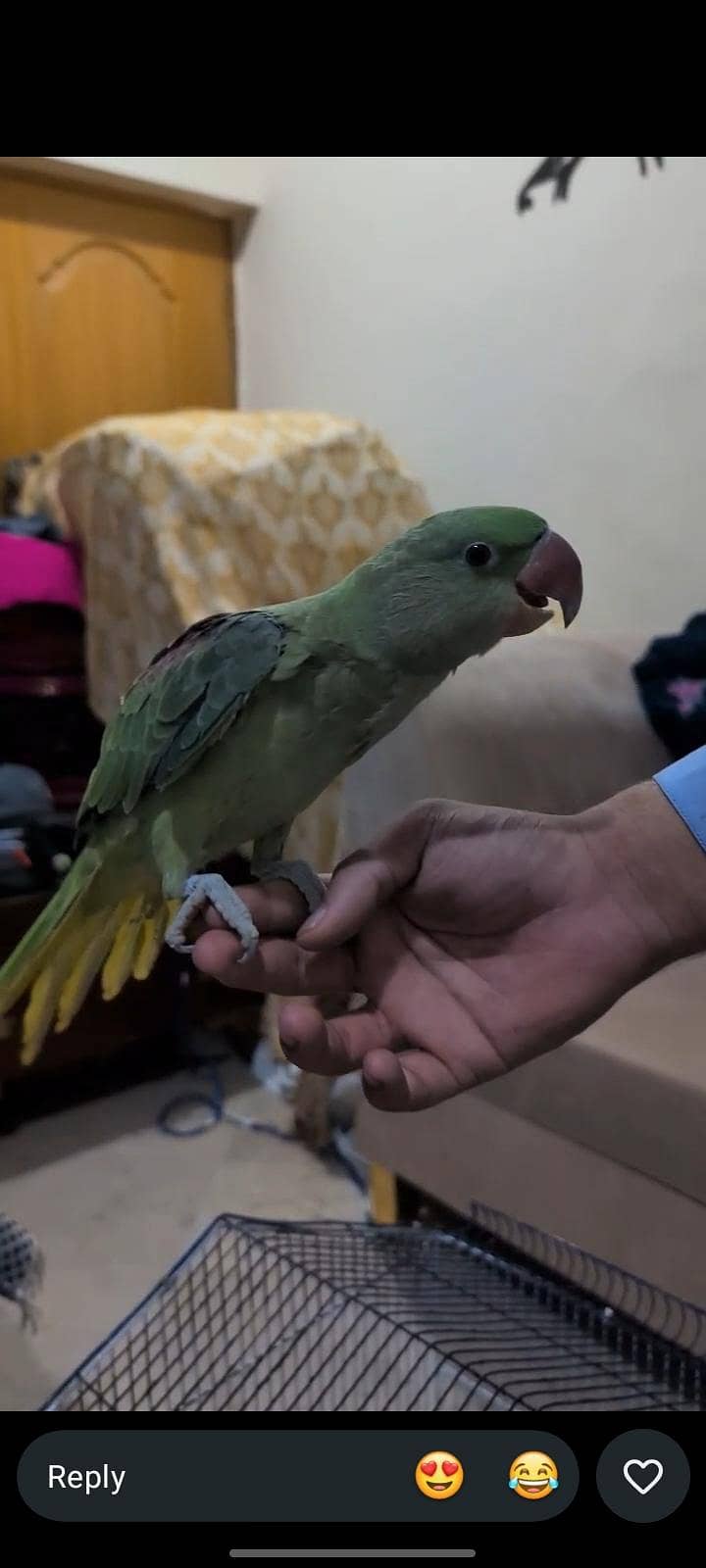 Raw parrot 0