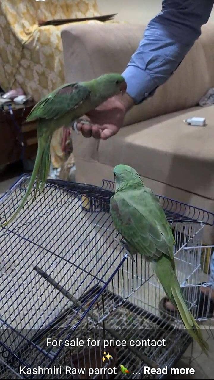 Raw parrot 1