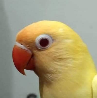 Cremino