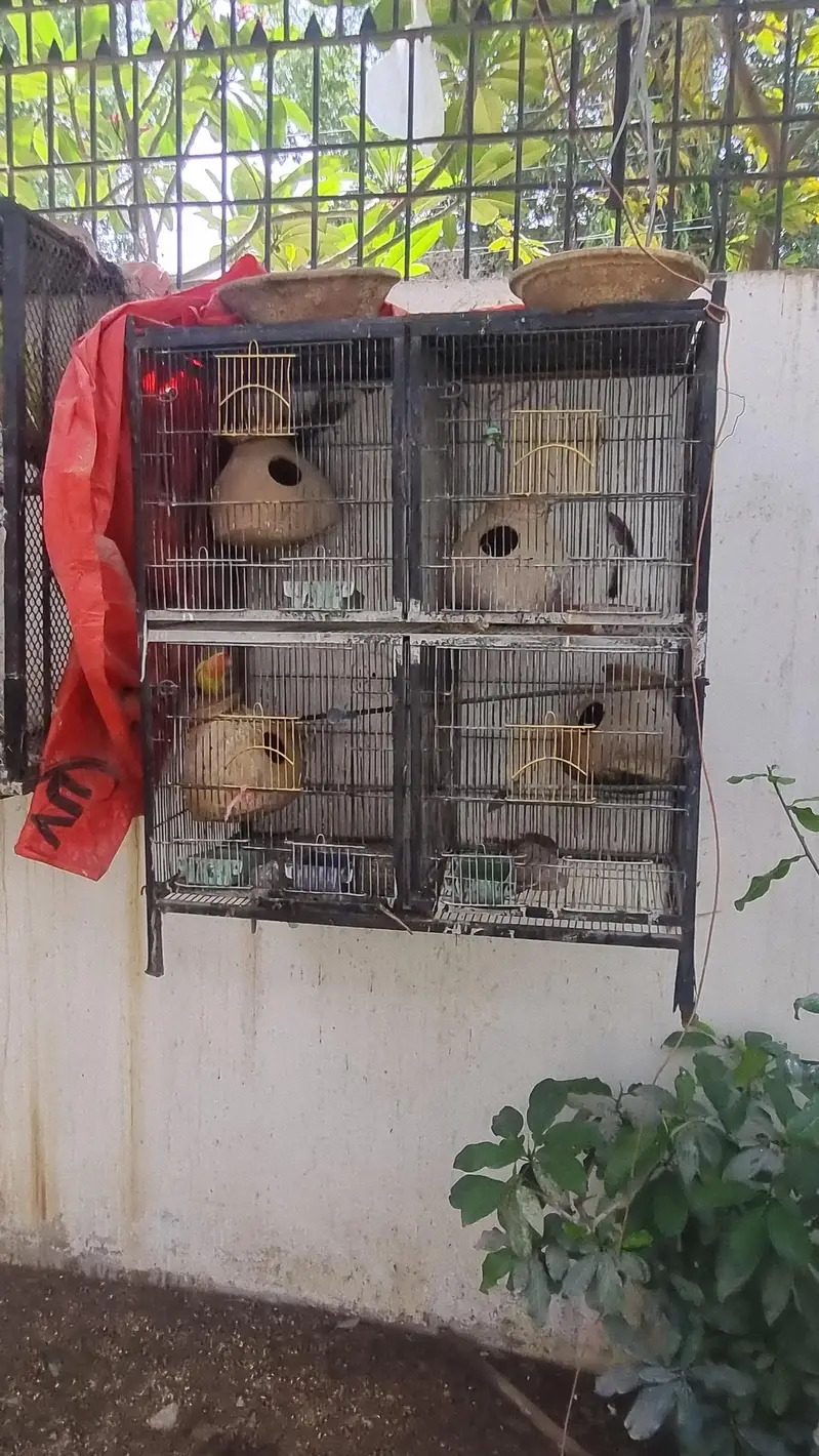 I am sel my 2 cages good condition 3x3 size k h dono cages03132432355