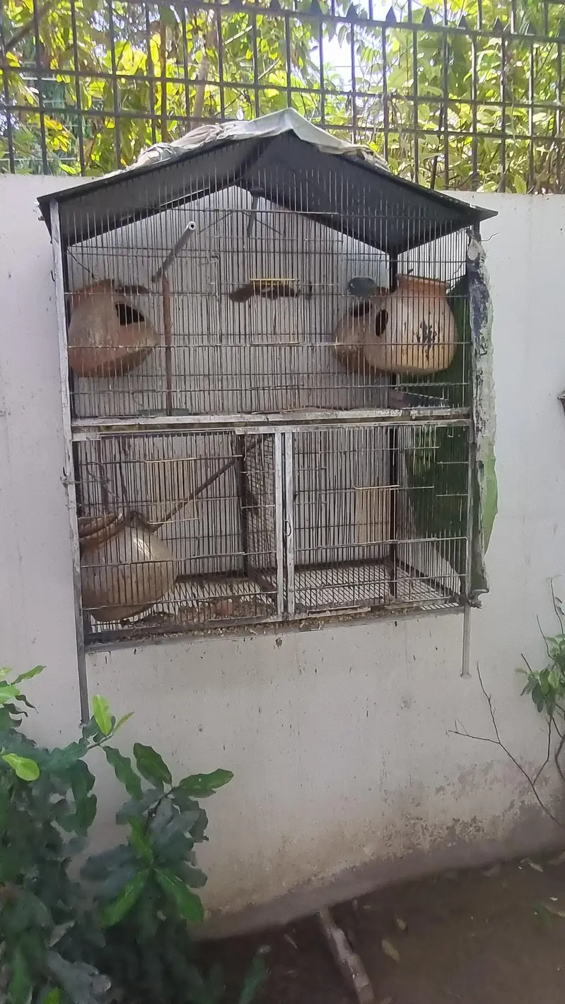I am sel my 2 cages good condition 3x3 size k h dono cages03132432355 — photo 2