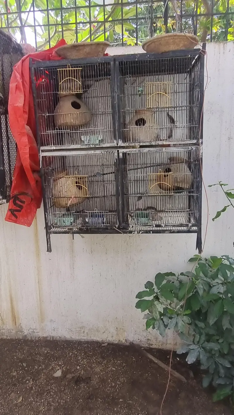 I am sel my 2 cages good condition 3x3 size k h dono cages03132432355 — photo 3