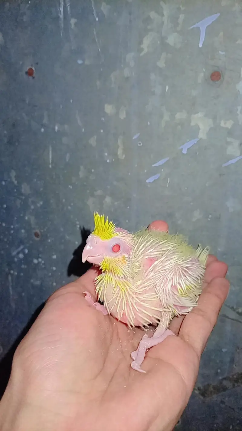 Near To Self HAndfeed Cocktail Common White red eyes — photo 4