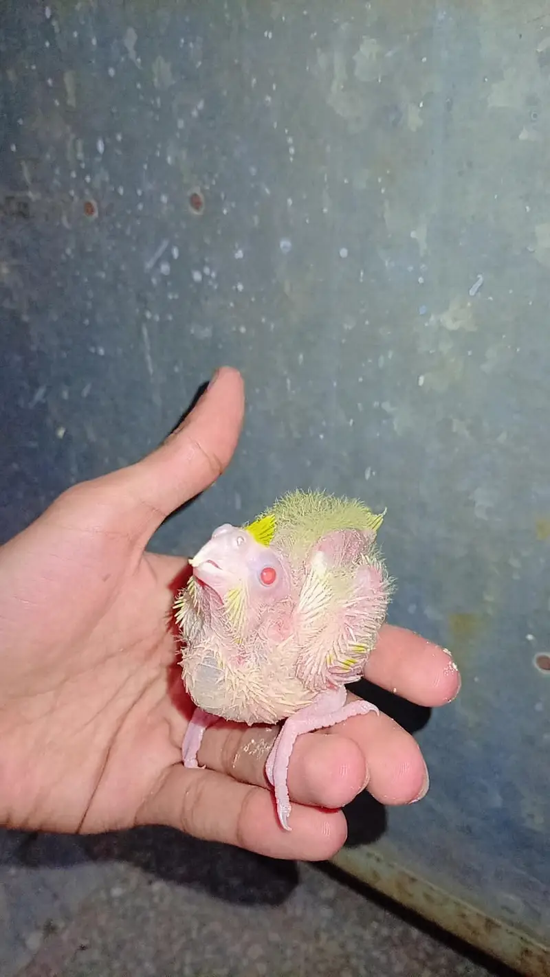 Near To Self HAndfeed Cocktail Common White red eyes — photo 5