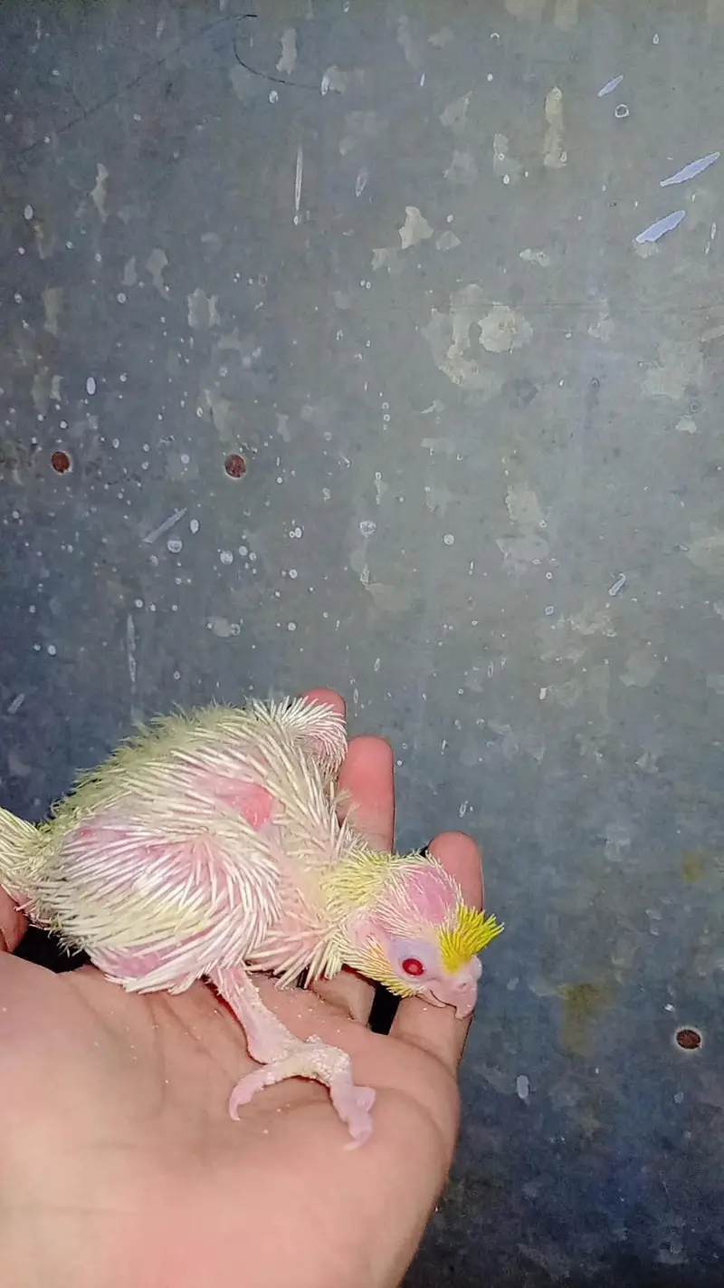 Near To Self HAndfeed Cocktail Common White red eyes — photo 6