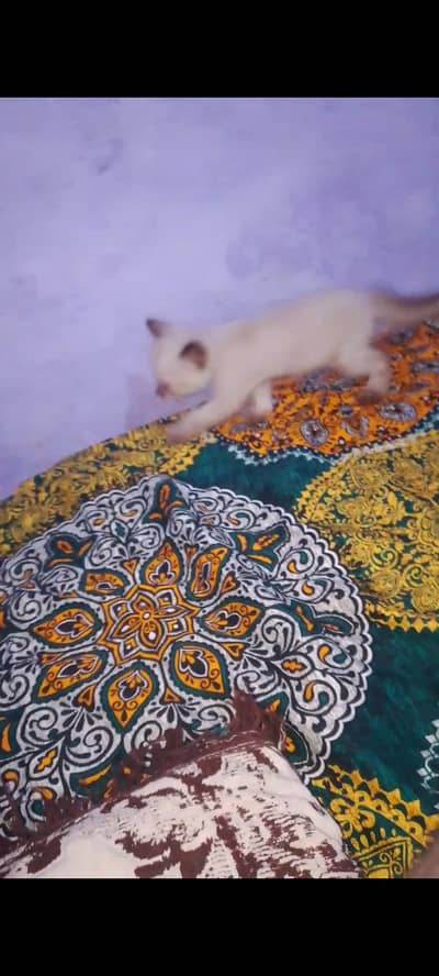 saffair kitten baby available