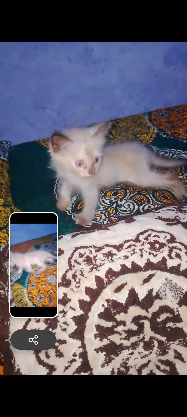 saffair kitten baby available — photo 2