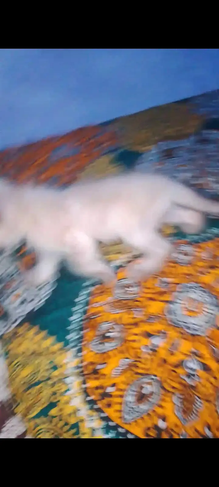 saffair kitten baby available — photo 3