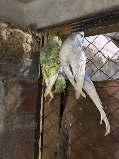 spengles pair king size. . . . brider pair ha laga huwa