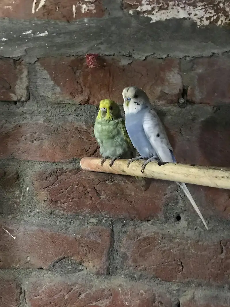 spengles pair king size. . . . brider pair ha laga huwa — photo 2