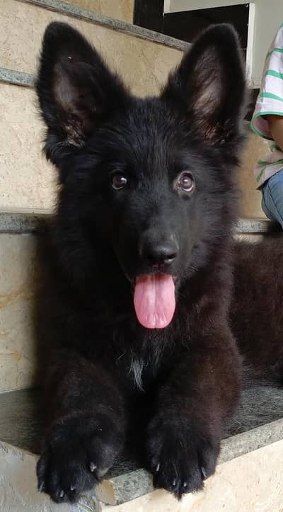 Show Quality long coat Black Male puppy for new home.