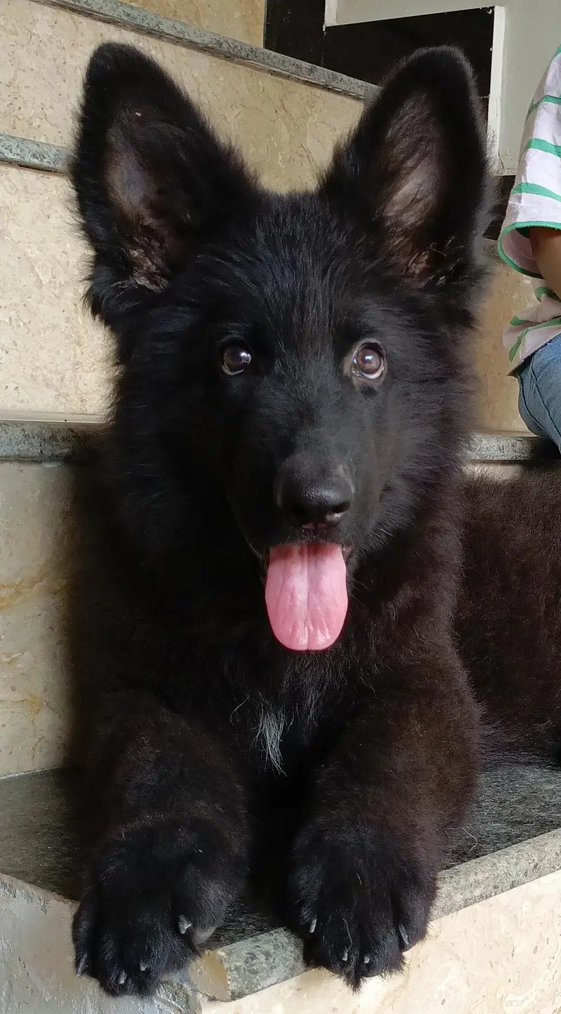 Show Quality long coat Black Male puppy for new home.