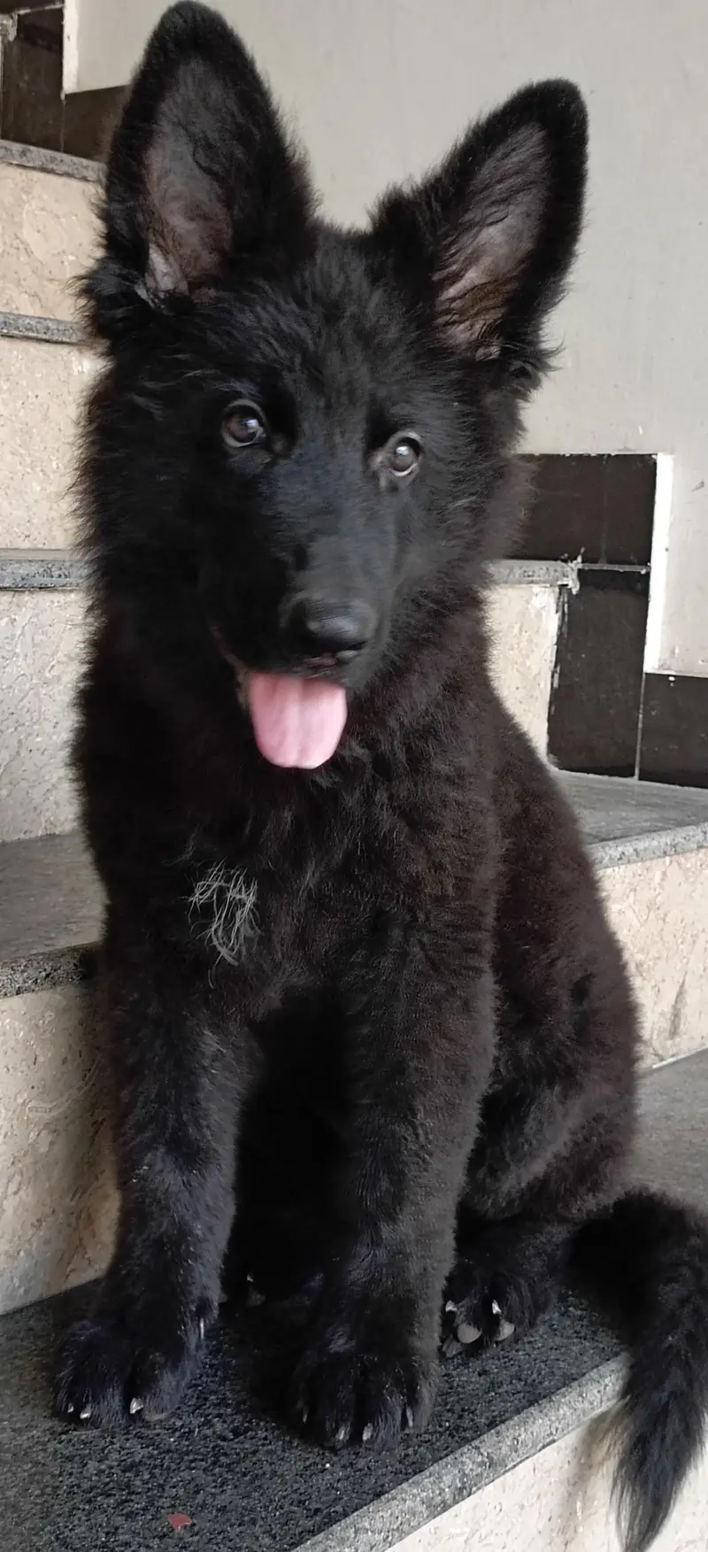 Show Quality long coat Black Male puppy for new home. — photo 2