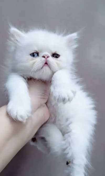 Persian cat female
