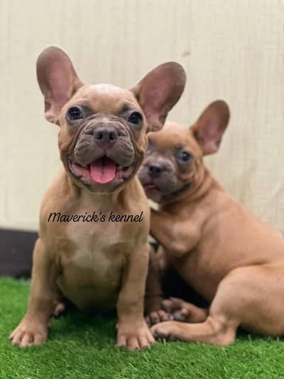 French bulldogs