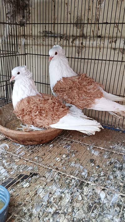 frillback breeder piar for sale