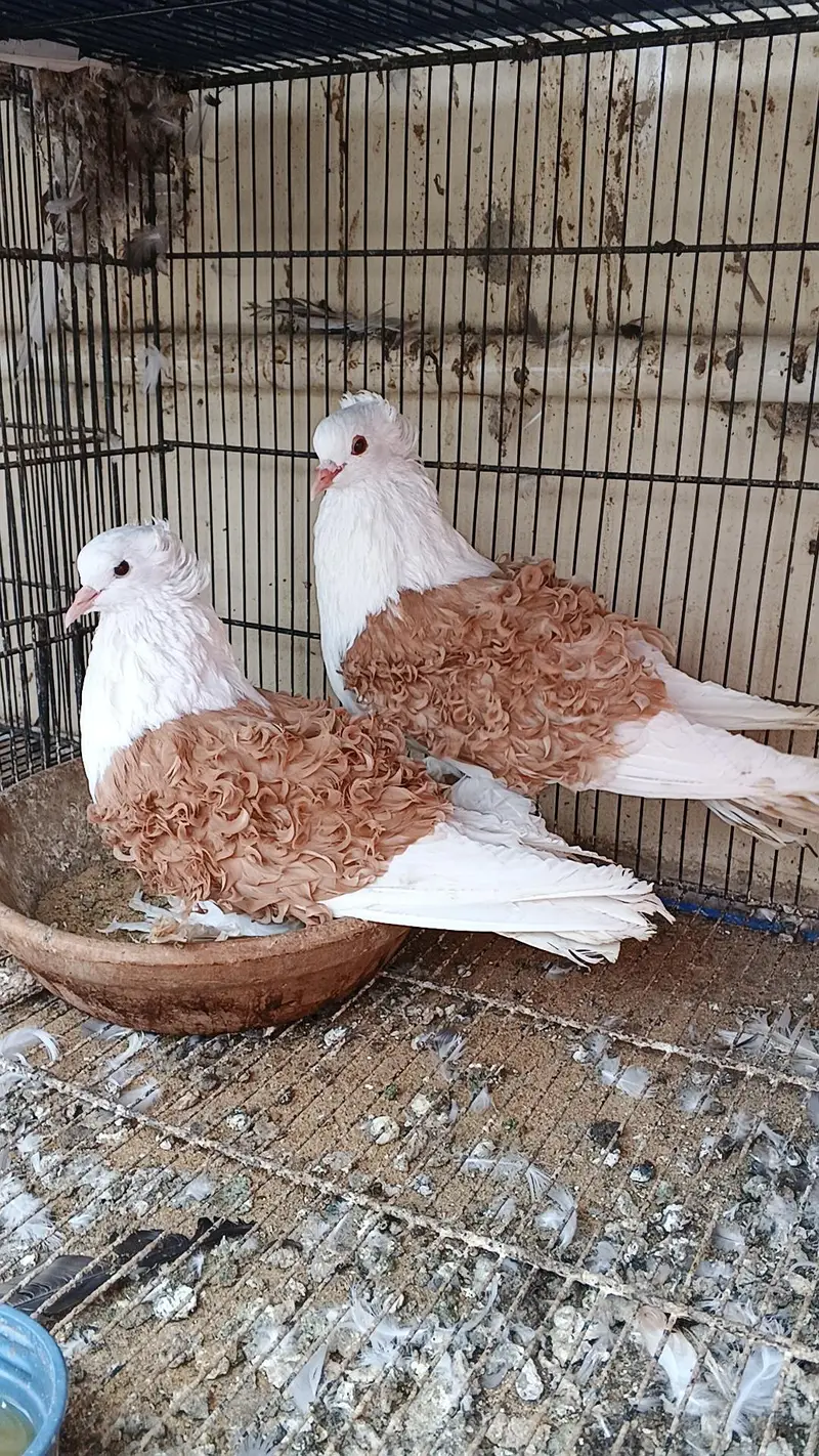 frillback breeder piar for sale — photo 2