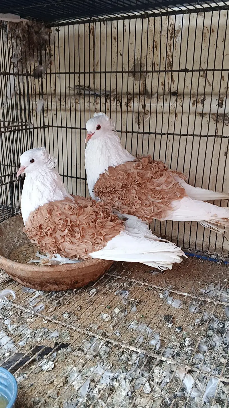 frillback breeder piar for sale — photo 3