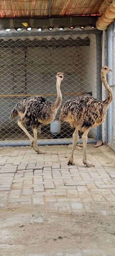 Ostrich Baby Pair