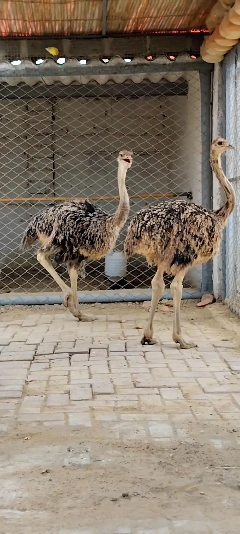 Ostrich Baby Pair