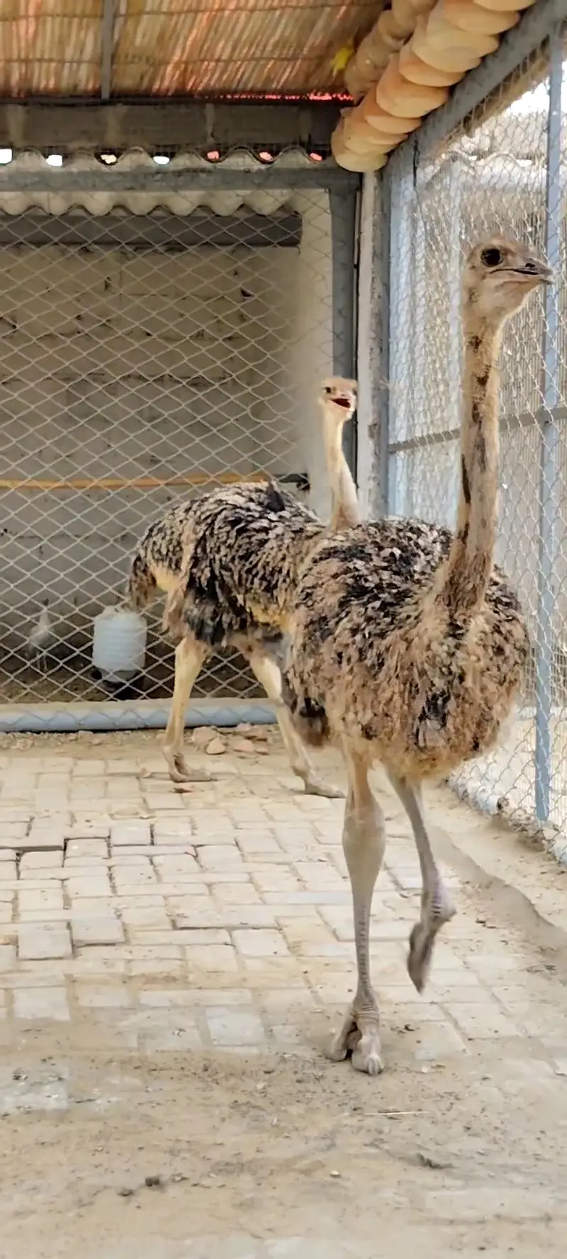 Ostrich Baby Pair — photo 2