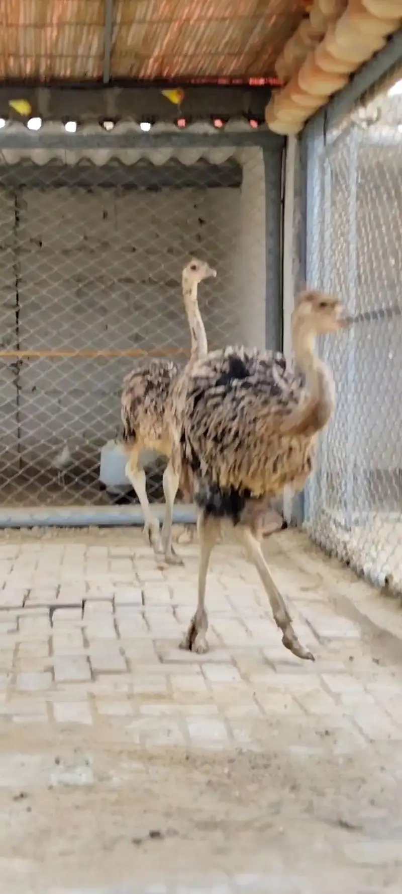 Ostrich Baby Pair — photo 3