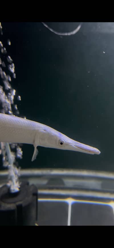 Platinum alligator & Florida gar