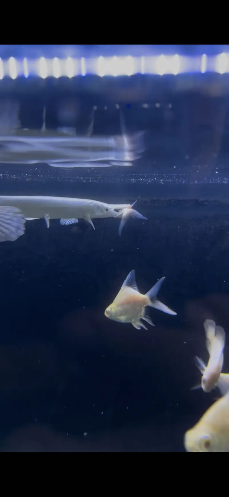 Platinum alligator & Florida gar — photo 5