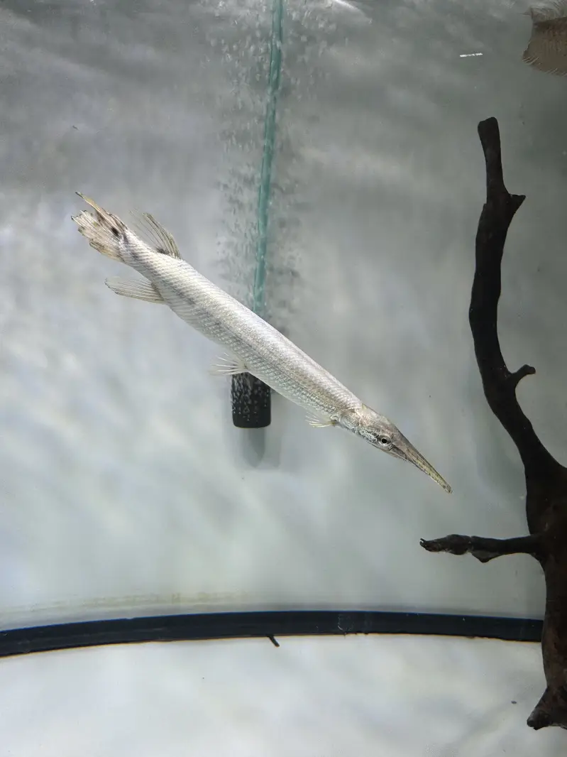 Platinum alligator & Florida gar — photo 3