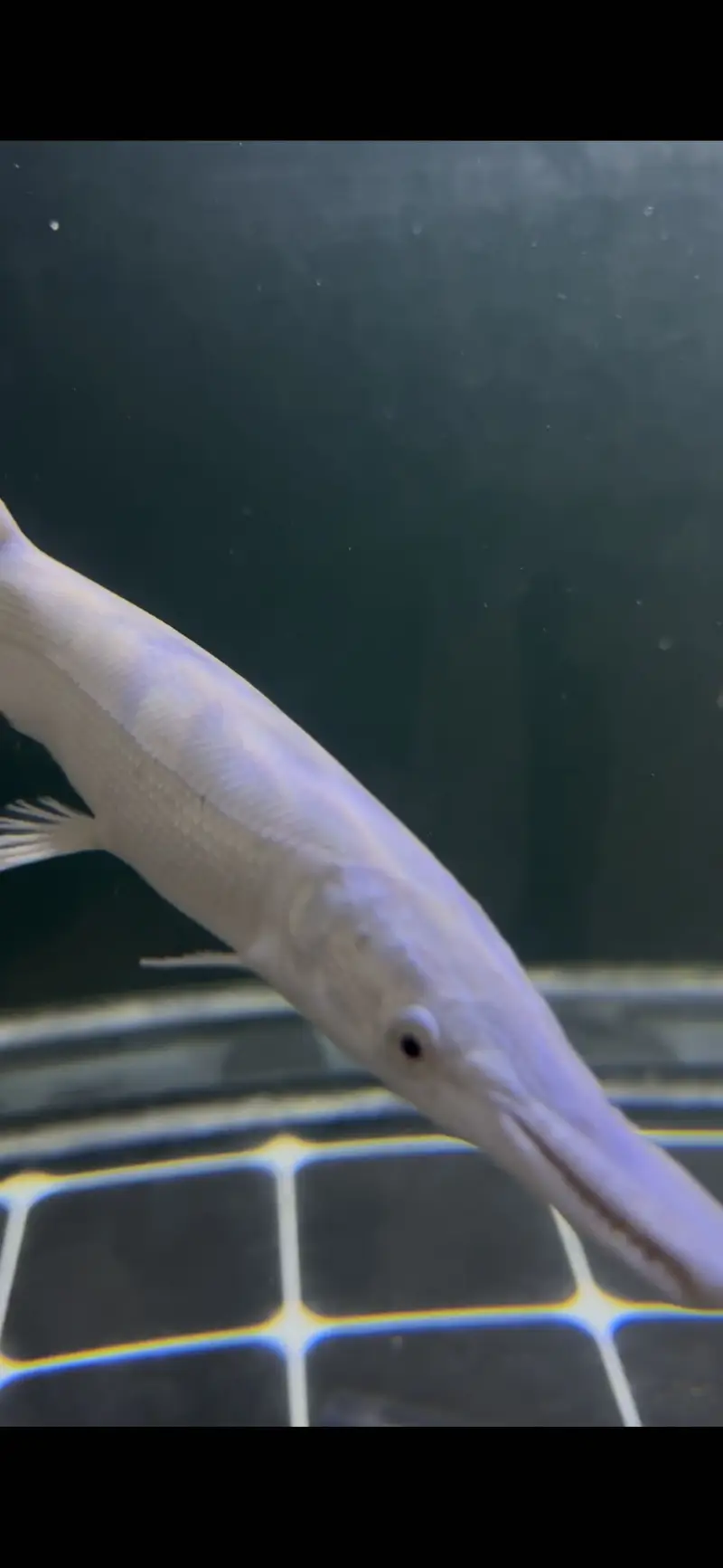 Platinum alligator & Florida gar — photo 2