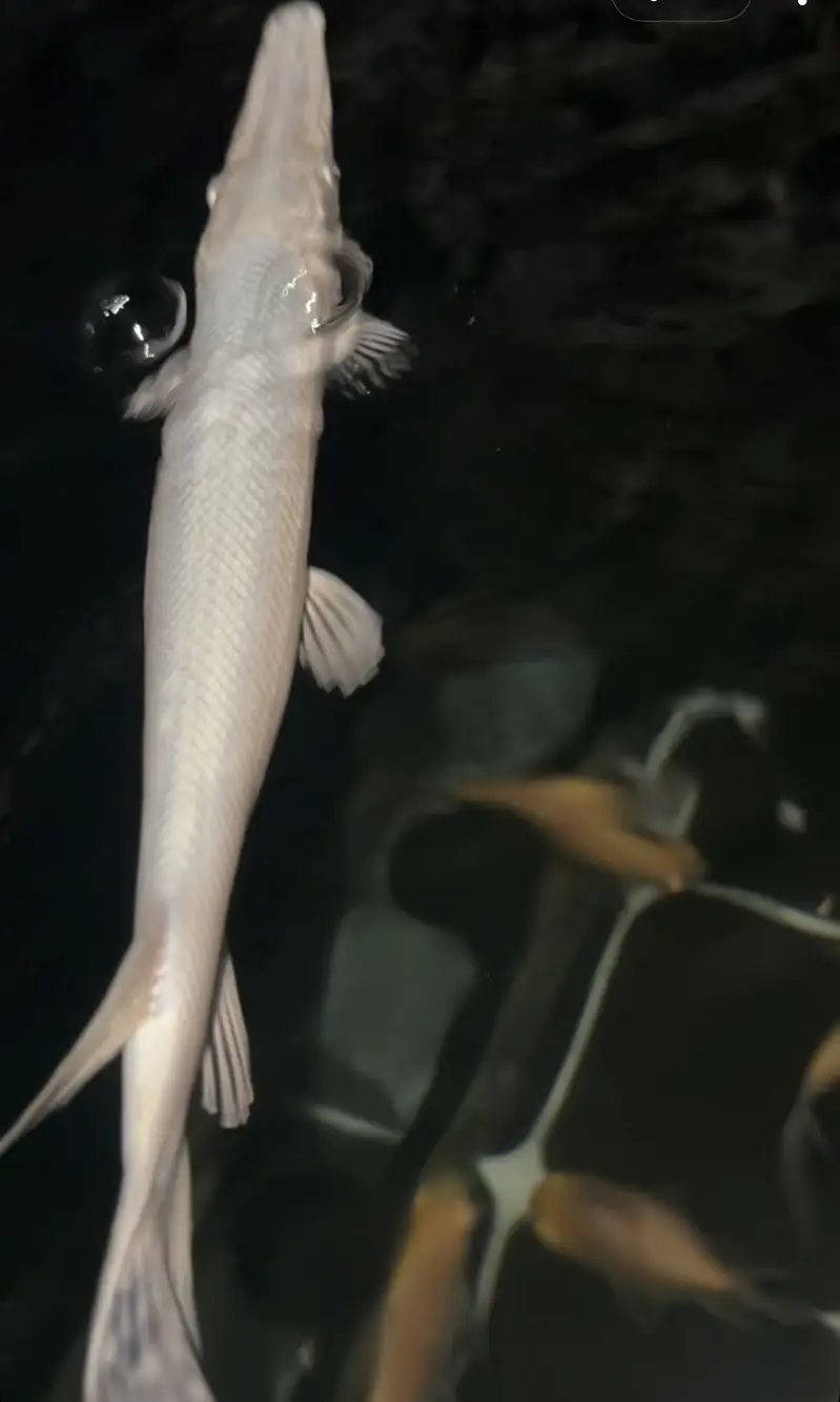 Platinum alligator & Florida gar — photo 6