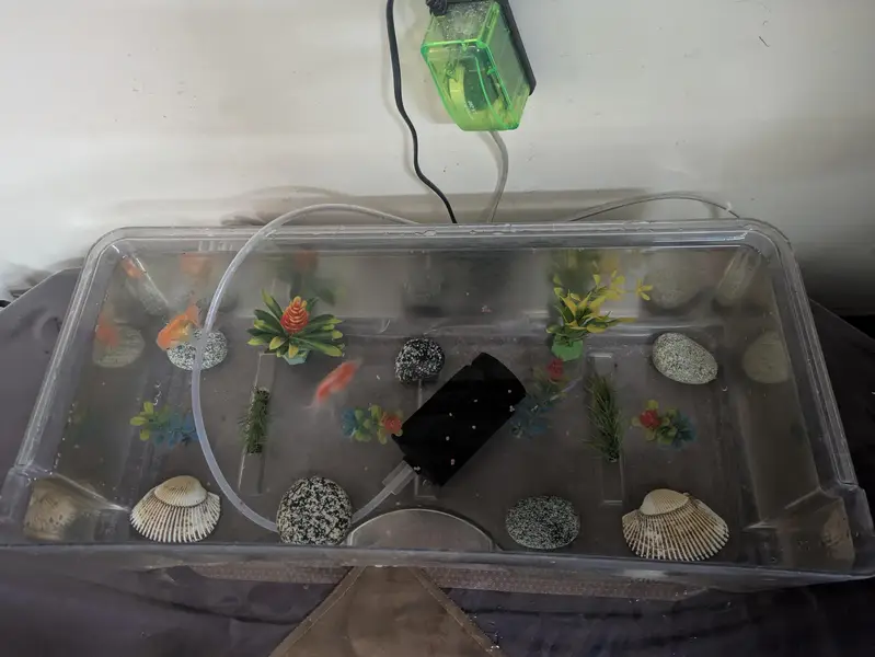 Fish tank with pump & filter + fish for sale