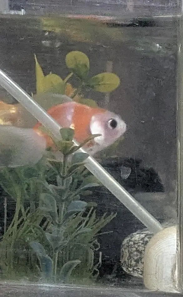 Fish tank with pump & filter + fish for sale — photo 2