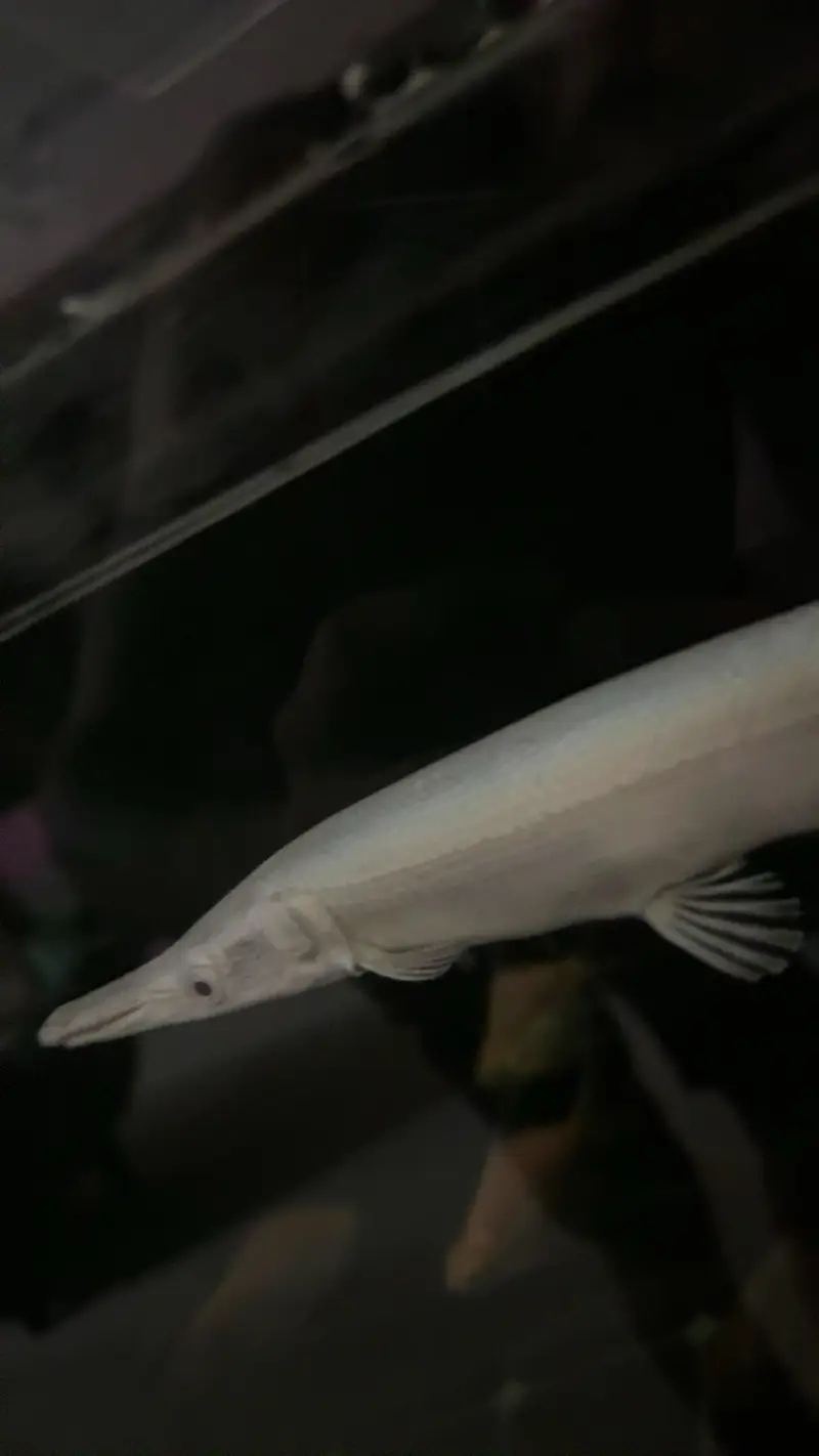 Platinum alligator & Florida gar — photo 7