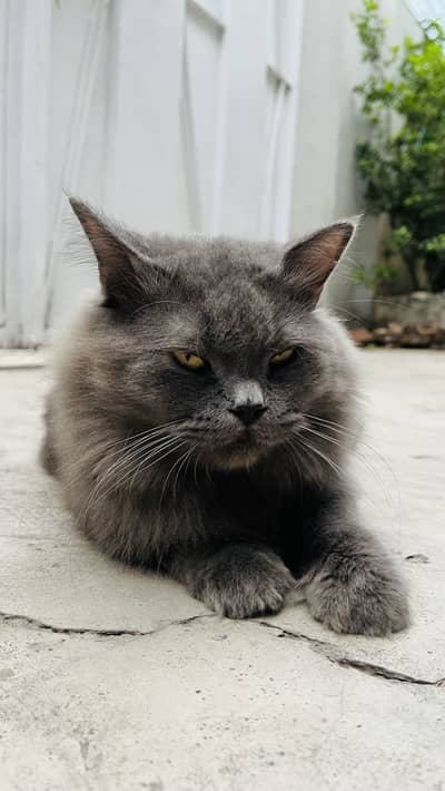 Female Persian friendly cat ‍