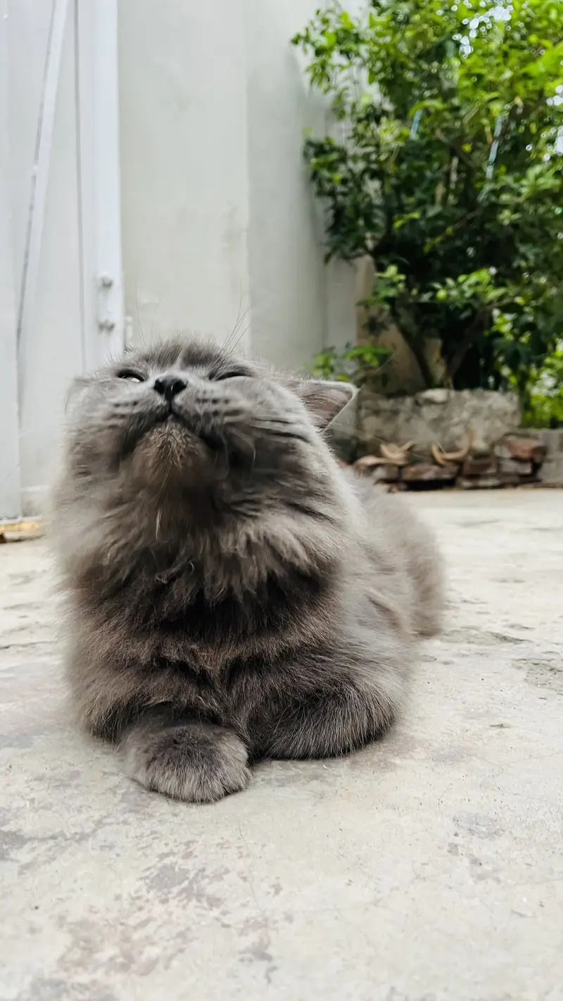 Female Persian friendly cat ‍ — photo 2